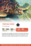 Jockey Tortuga Algodón Orgánico Blanco y Verde | Wild Lama