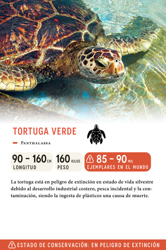 Jockey Tortuga Algodón Orgánico Blanco y Verde | Wild Lama