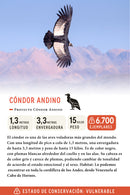 Jockey Cóndor Ripstop Algodón Orgánico Negro | Wild Lama