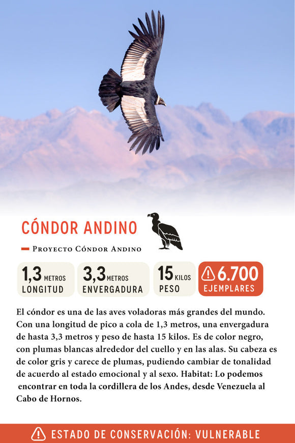 Jockey Cóndor Algodón Orgánico Camo | Wild Lama