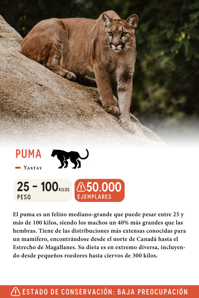 Jockey Puma Algodón Bordado Contraste Beige | Wild Lama