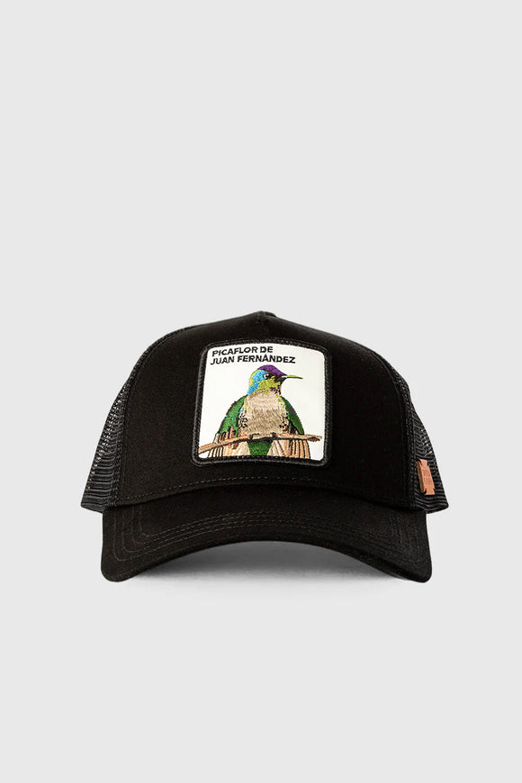 Jockey Picaflor de Juan Fernandez Algodón Orgánico Negro | Wild Lama