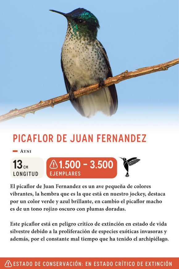 Jockey Picaflor de Juan Fernandez Wool Gris Oscuro