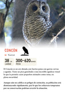 Jockey Concón Algodón Orgánico Negro | Wild Lama