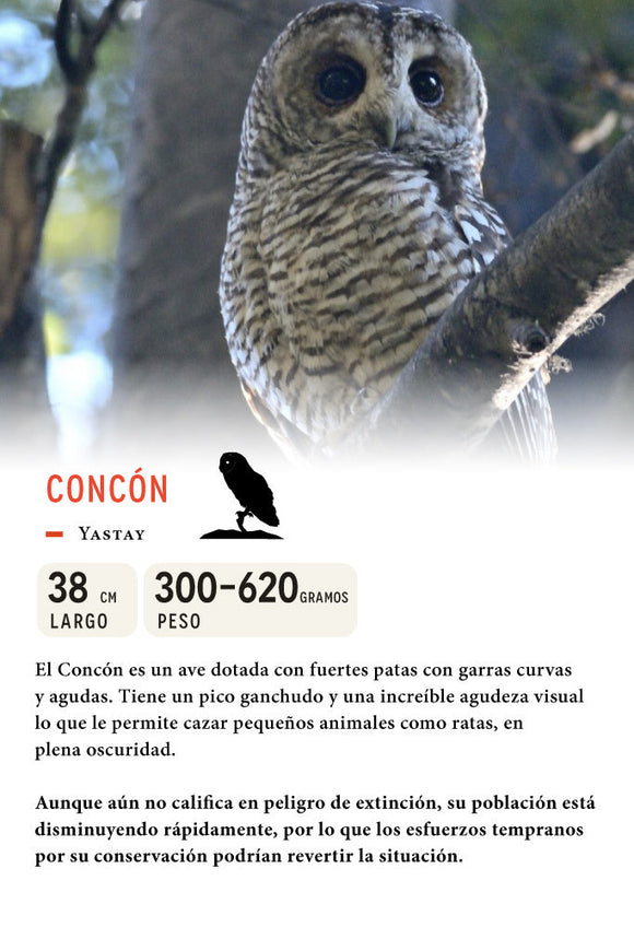 Jockey Concón Algodón Orgánico Negro | Wild Lama