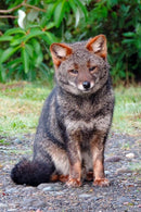 Jockey Zorro Chilote Ripstop Algodón Orgánico Negro | Wild Lama