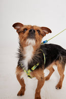 Arnés Kala Reciclado Verde Talla S-2