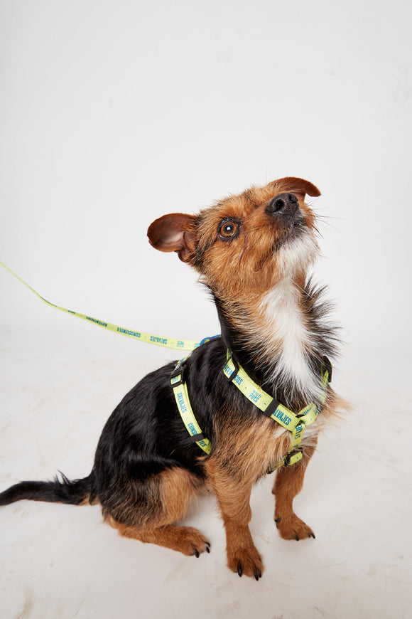 Arnés Kala Reciclado Verde Talla S