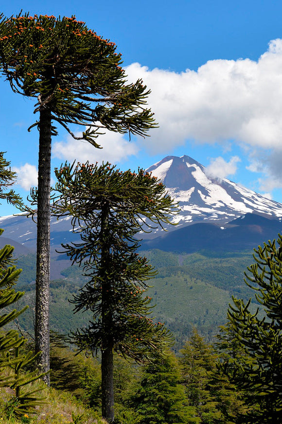 Jockey Conguillio Lana Gris