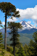 Jockey Conguillio Algodón Orgánico Negro-6