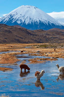 Jockey Lauca Algodón Orgánico Negro-6