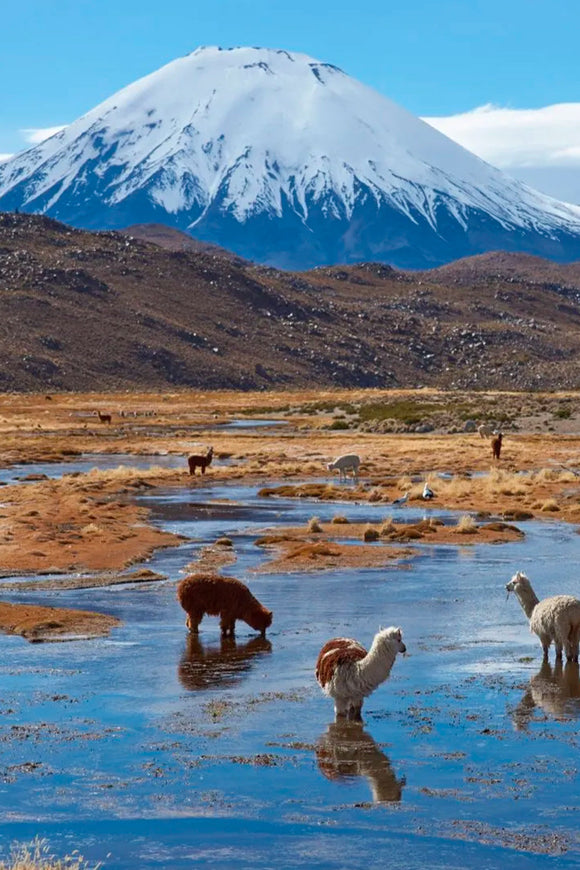 Jockey Lauca Algodón Orgánico Negro